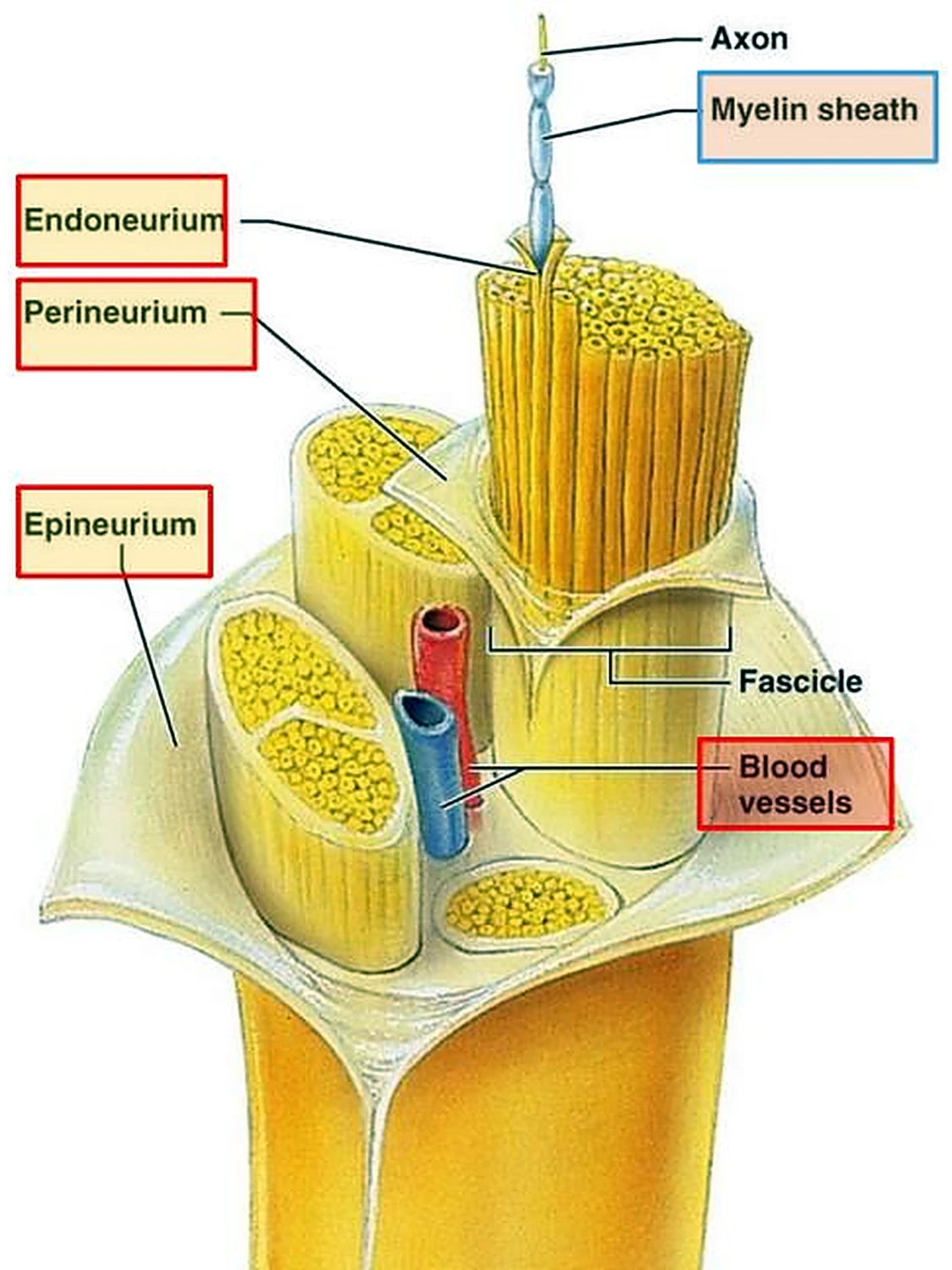 Un cilindro amarillo parecido a un cable, con las capas retiradas y las fibras y los vasos interiores a la vista.