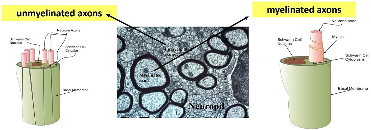 Dos cilindros verdes a modo de esquema y en el centro una fotografía de microscopio electrónico con anillos negros.