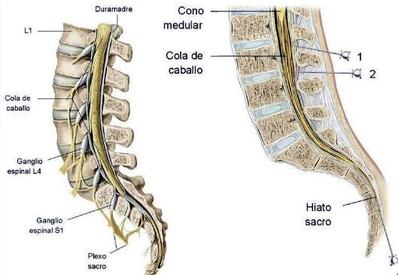 Esquema de la clasificación.