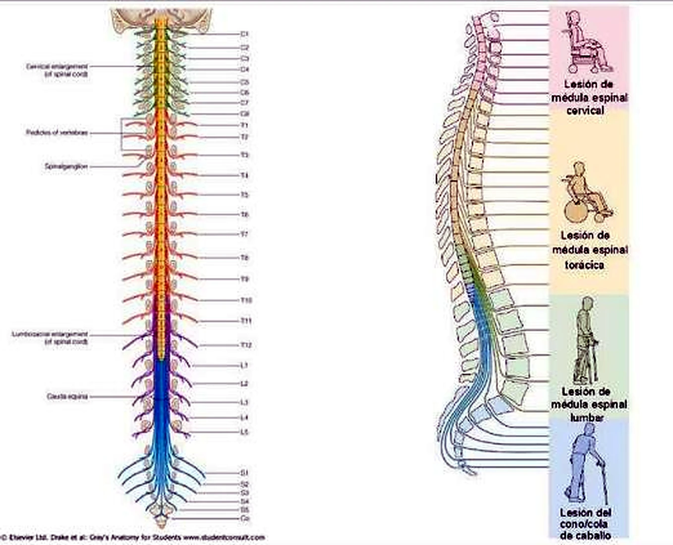 Esquema de los nervios espinales.