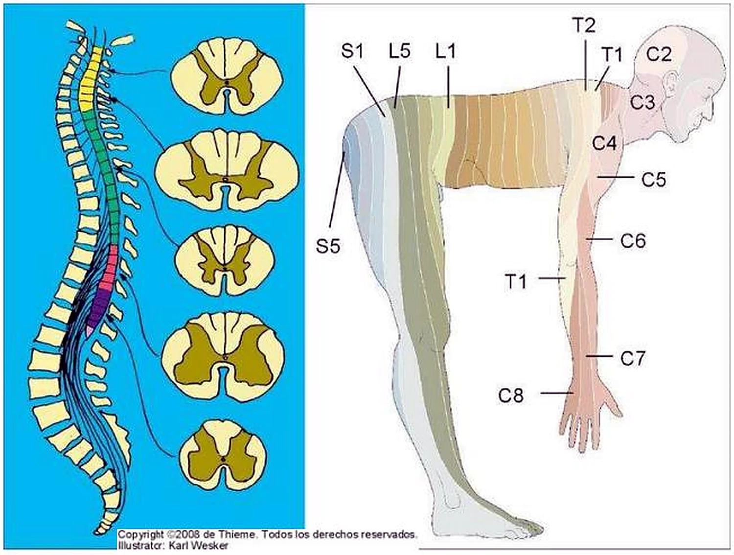 Esquema de los dermatomas.