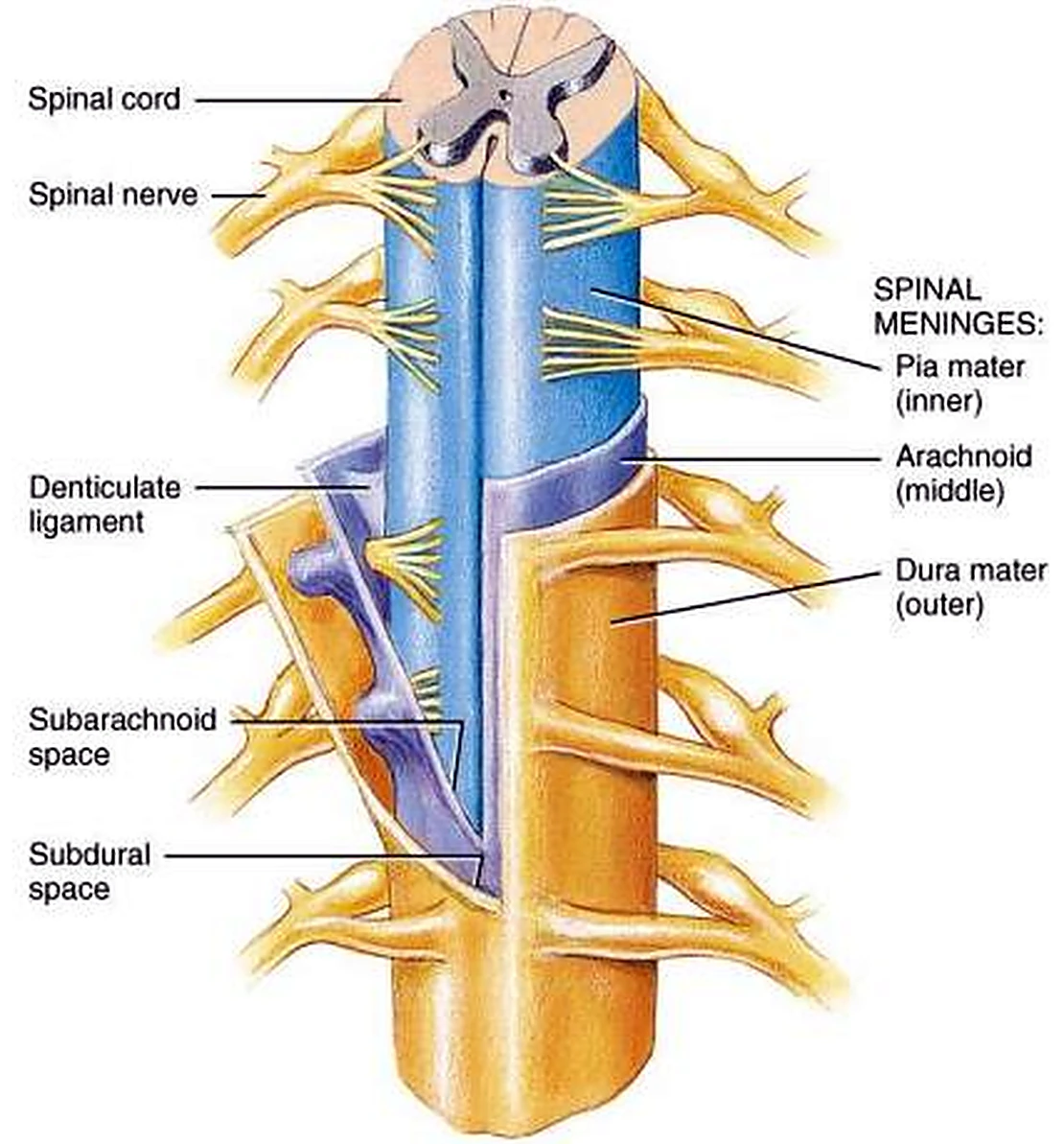 Esquema de las meninges.