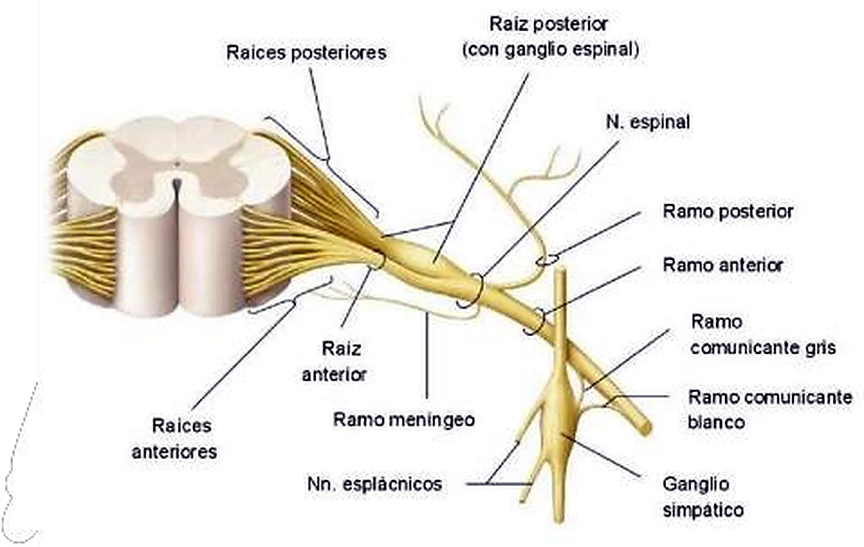 Esquema del corte de la médula.