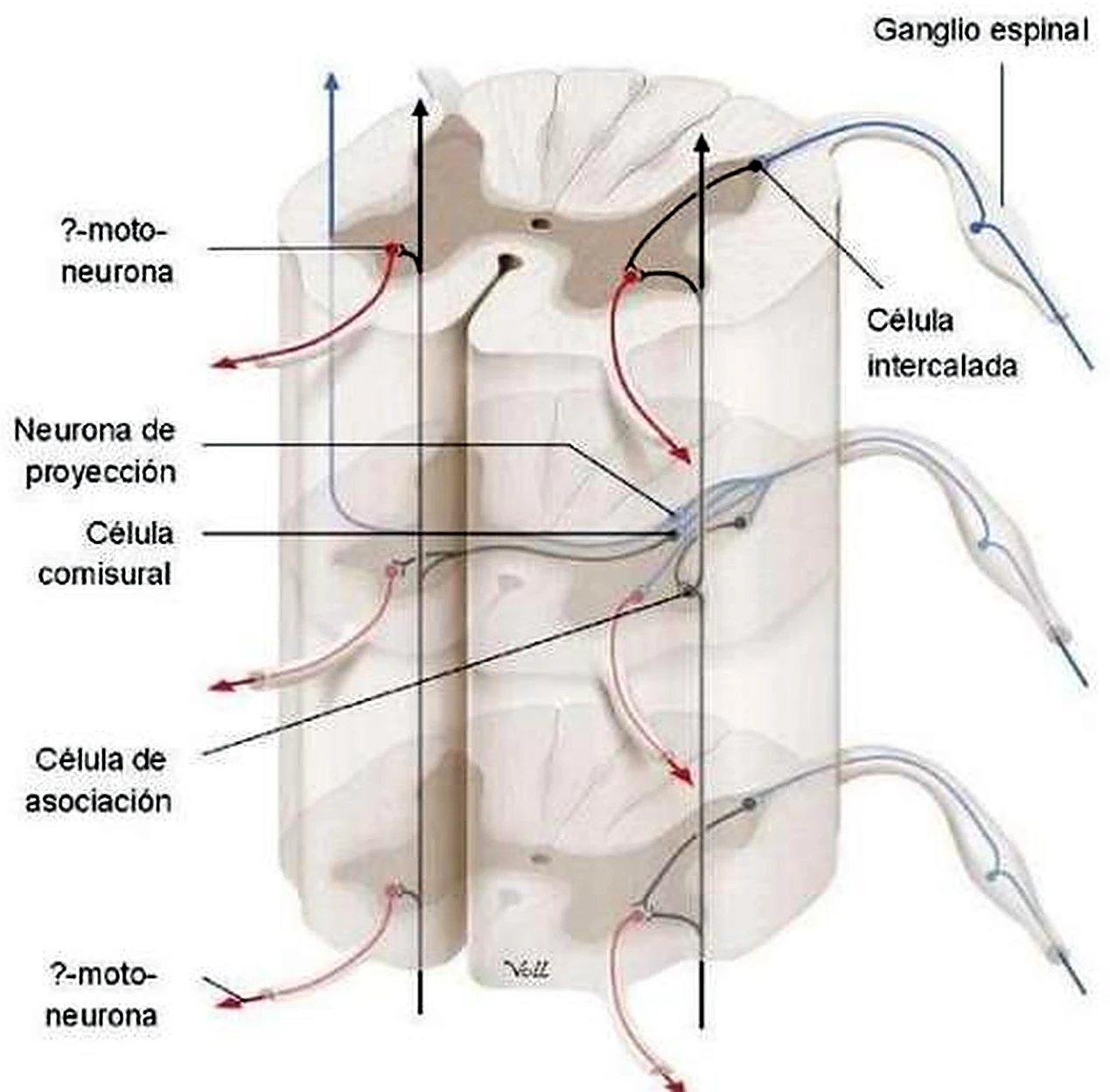 Esquema de la sustancia blanca.