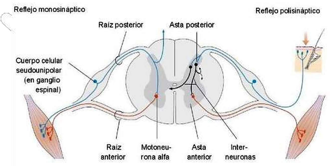 Imagen de la sinapsis.