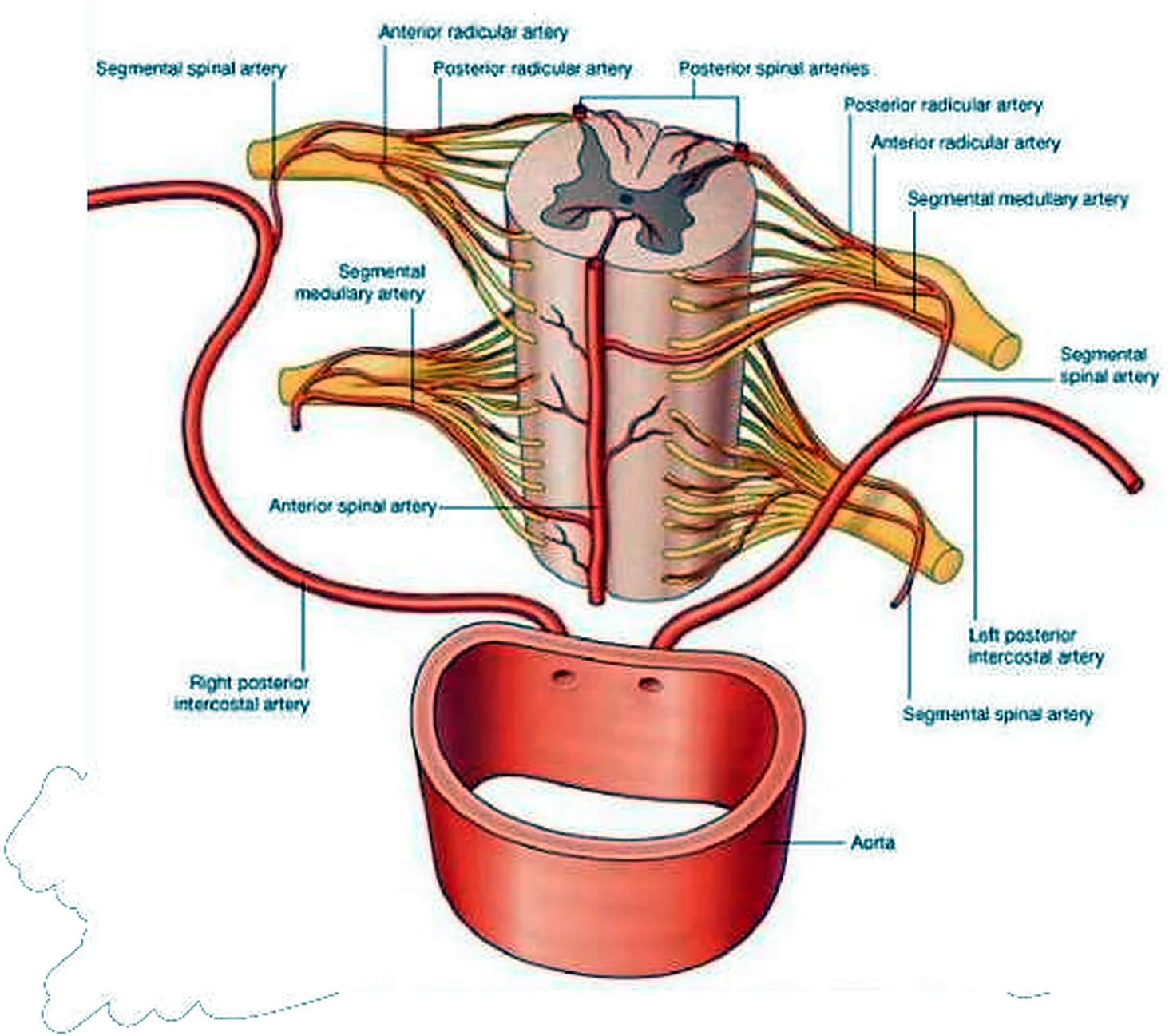 Esquema de las arterias de la médula.