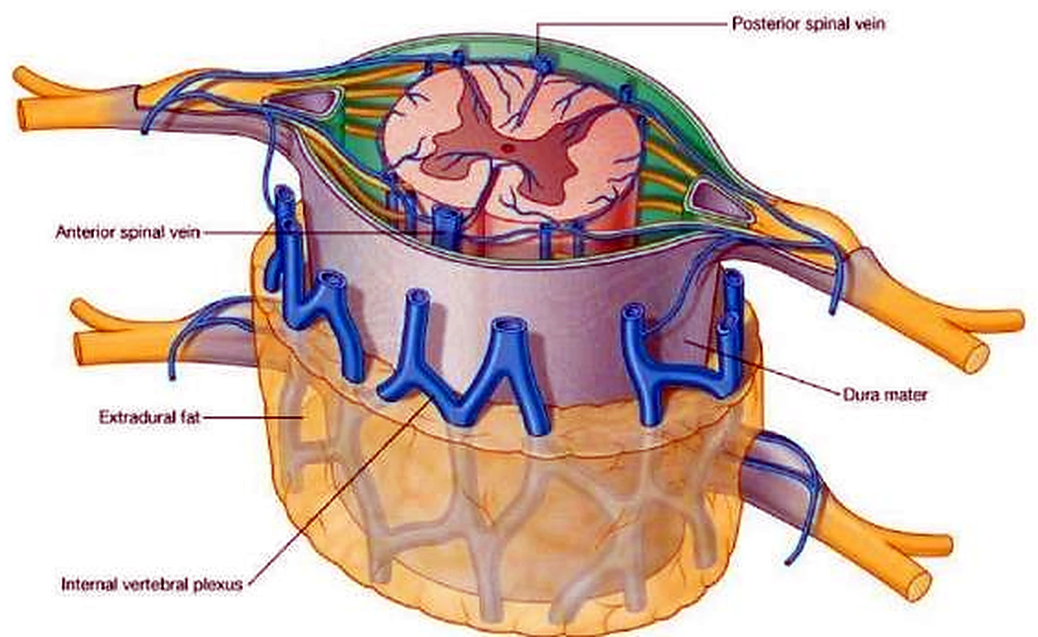 Esquema de las venas de la médula.