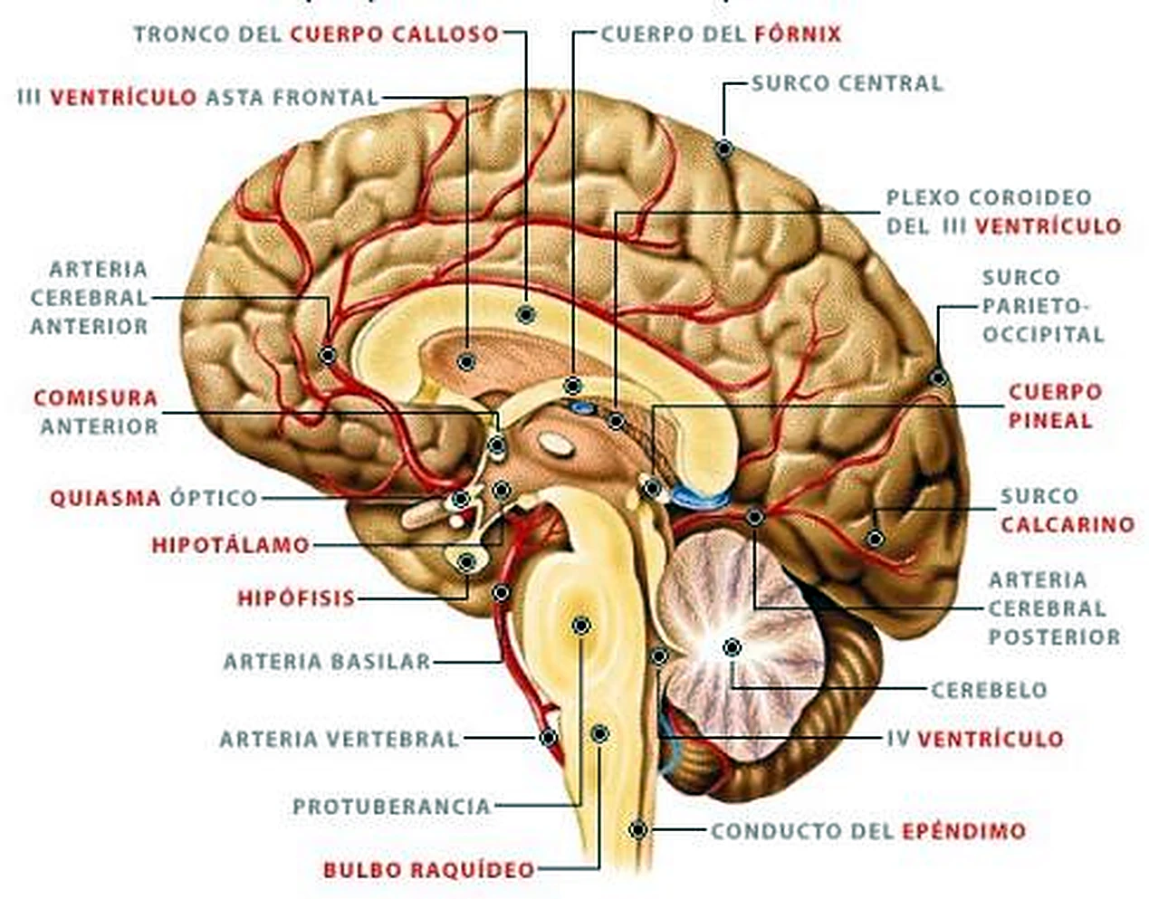 Esquema del encéfalo.
