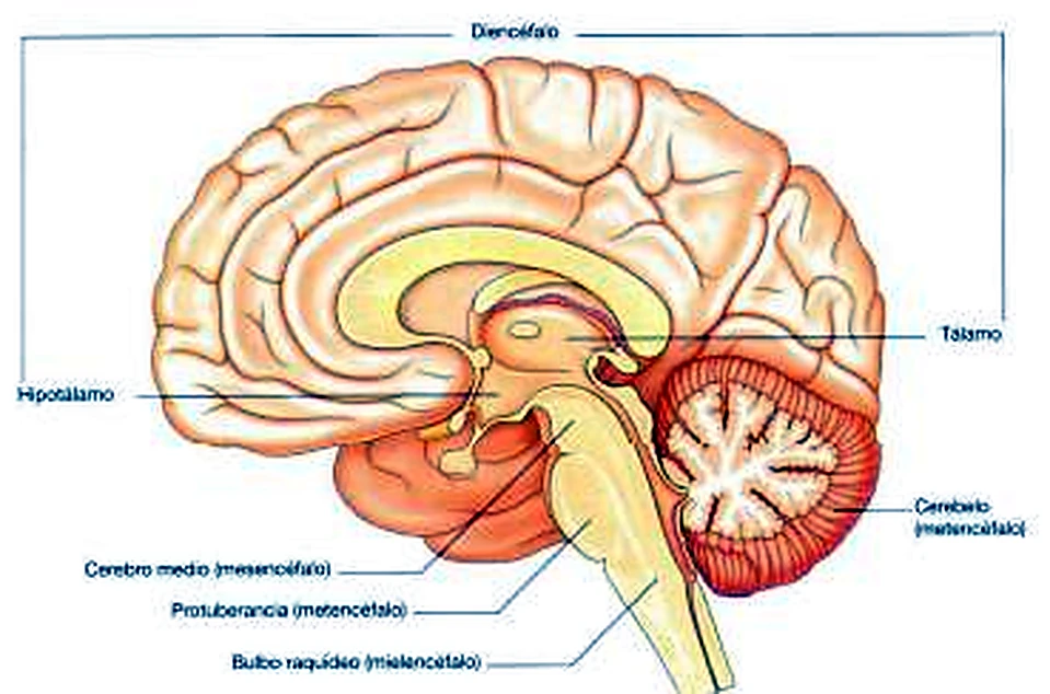 Esquema del cerebro y del tronco.