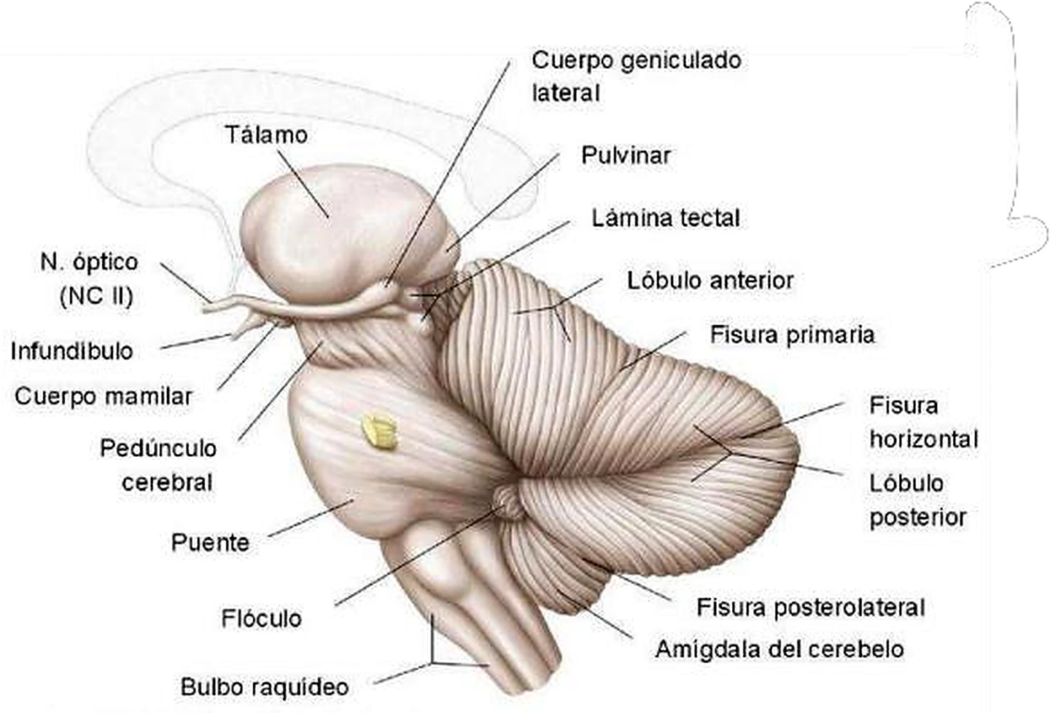 Vista anterior del tronco.