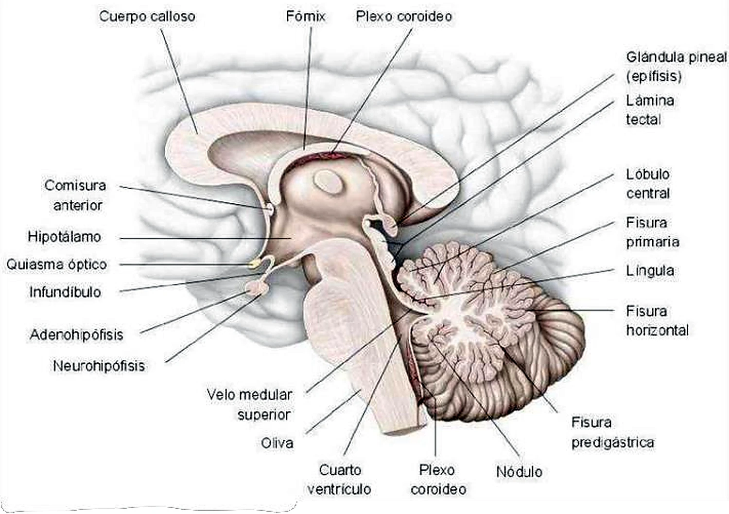 Esquema del bulbo.