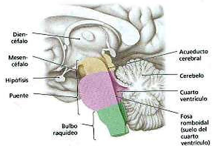 Imagen de la protuberancia.