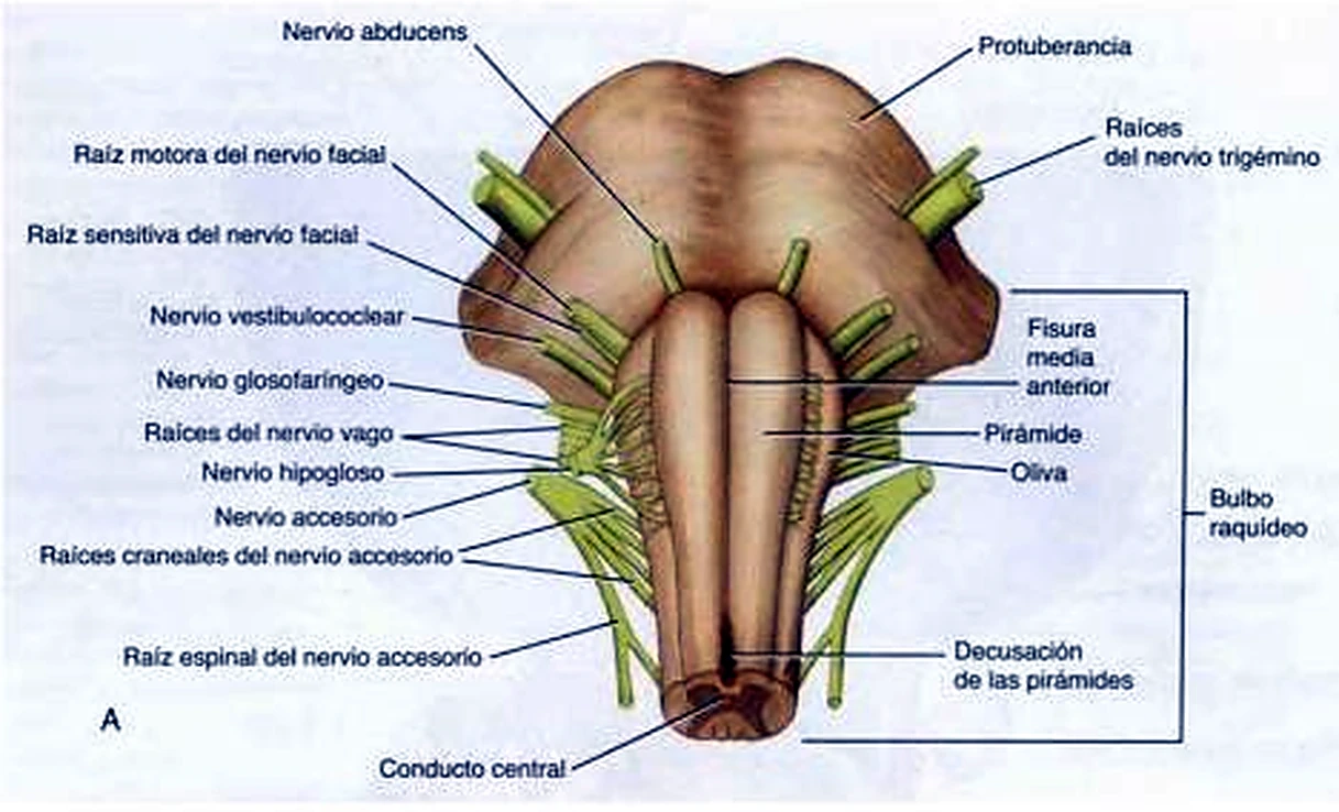 Imagen del mesencéfalo.