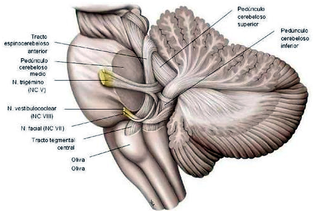 Esquema del IV ventrículo.