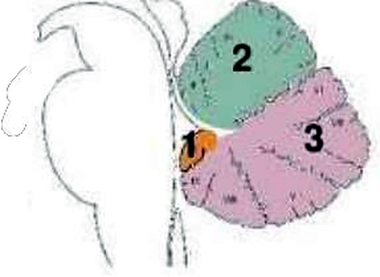 Esquema del cerebelo.