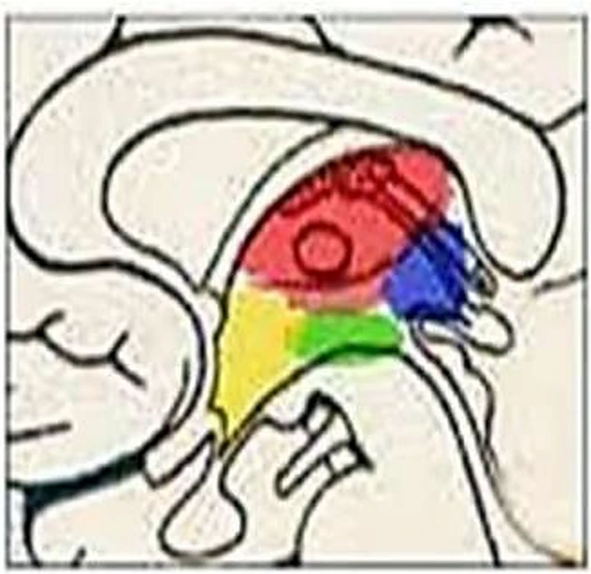 Imagen del corte del cerebelo.
