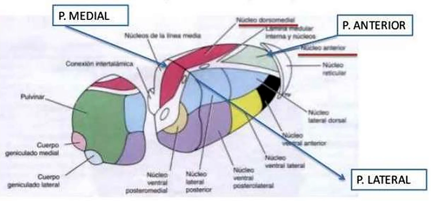 Imagen del tálamo.