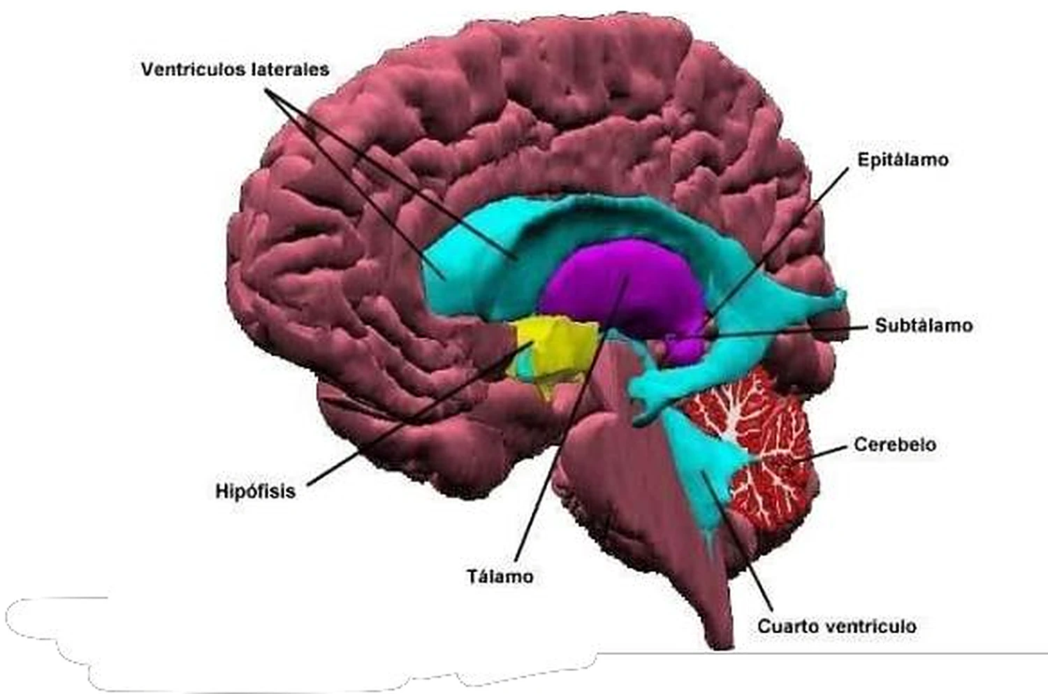 Esquema de los ventrículos.