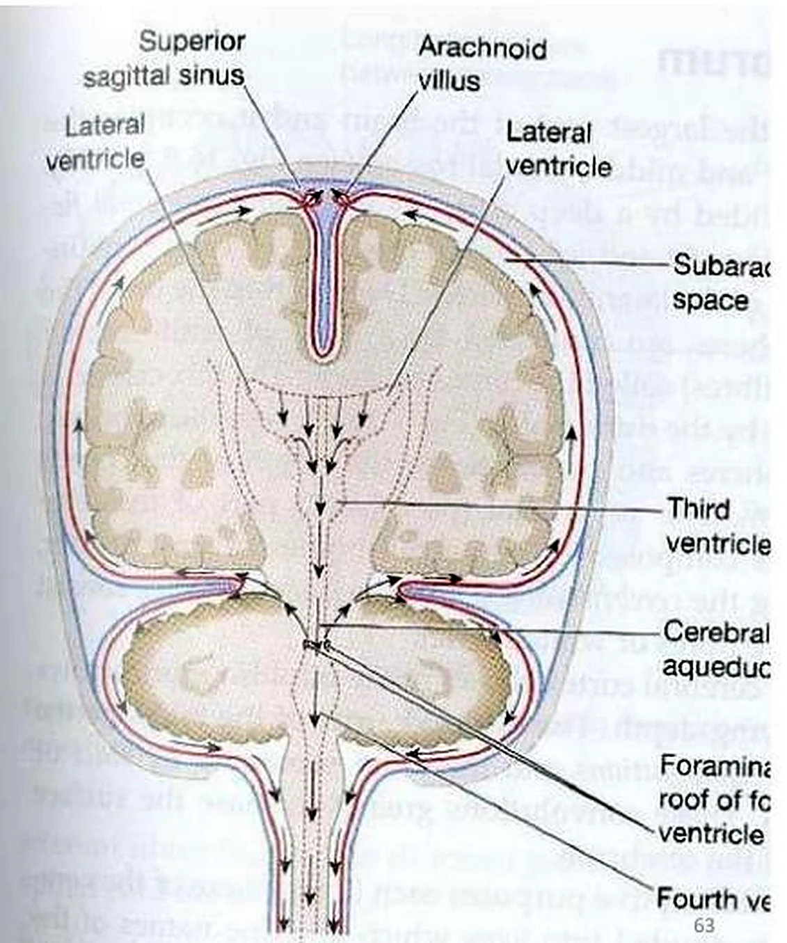 Esquema del hipotálamo.
