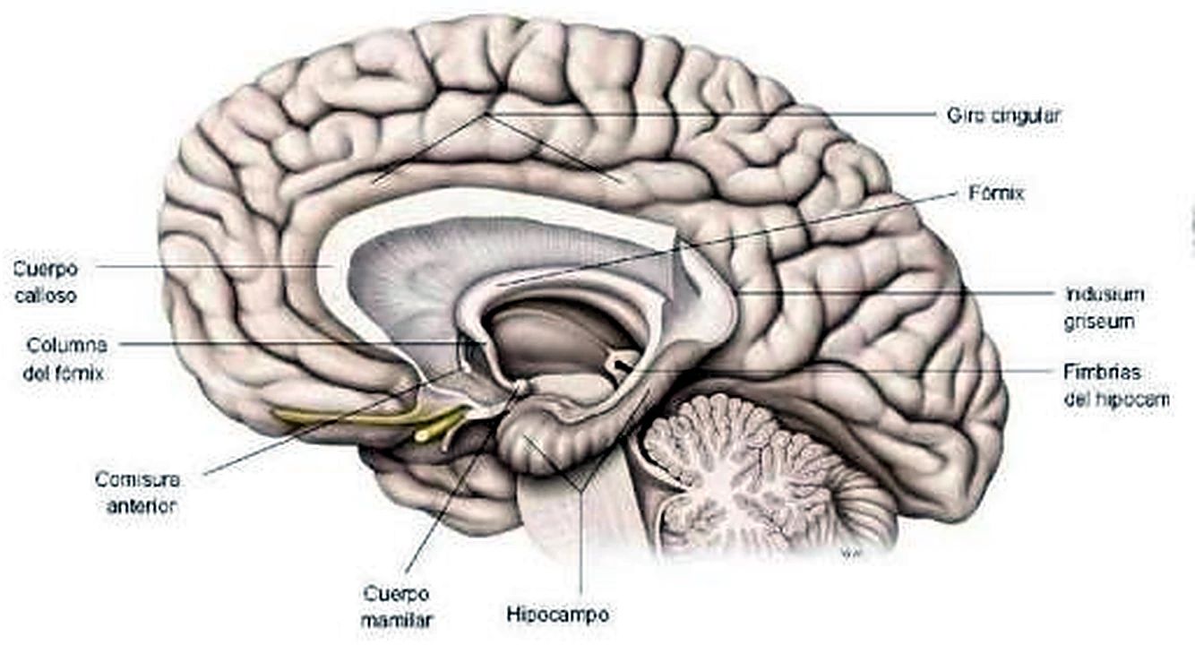 Corte del cerebro.