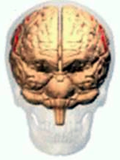 Esquema de las cisuras.