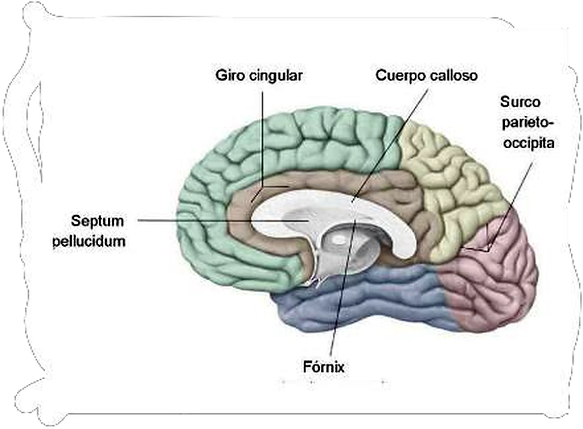 Esquema de las cortezas.