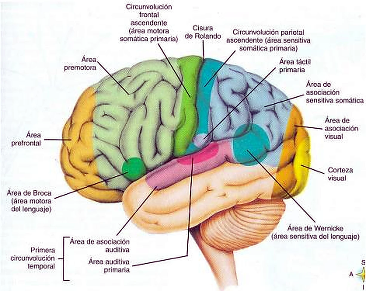 Imagen de la corteza visual.