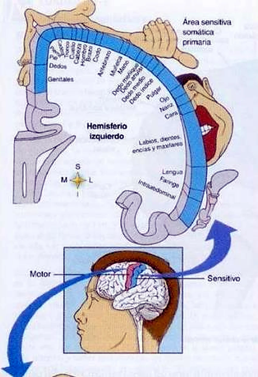 Esquema del homúnculo.