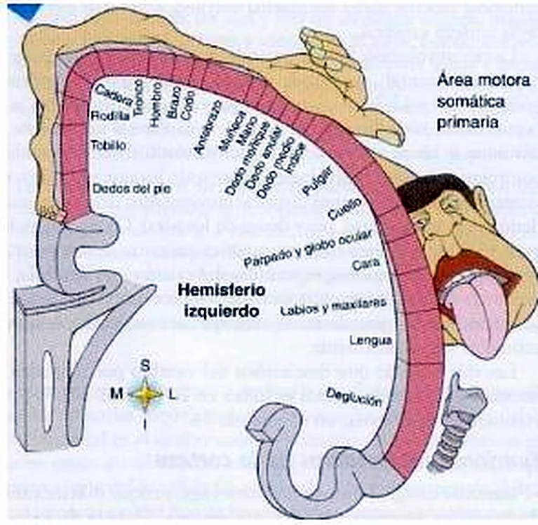 Esquema de las meninges.