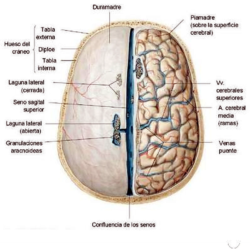 Imagen de la duramadre.