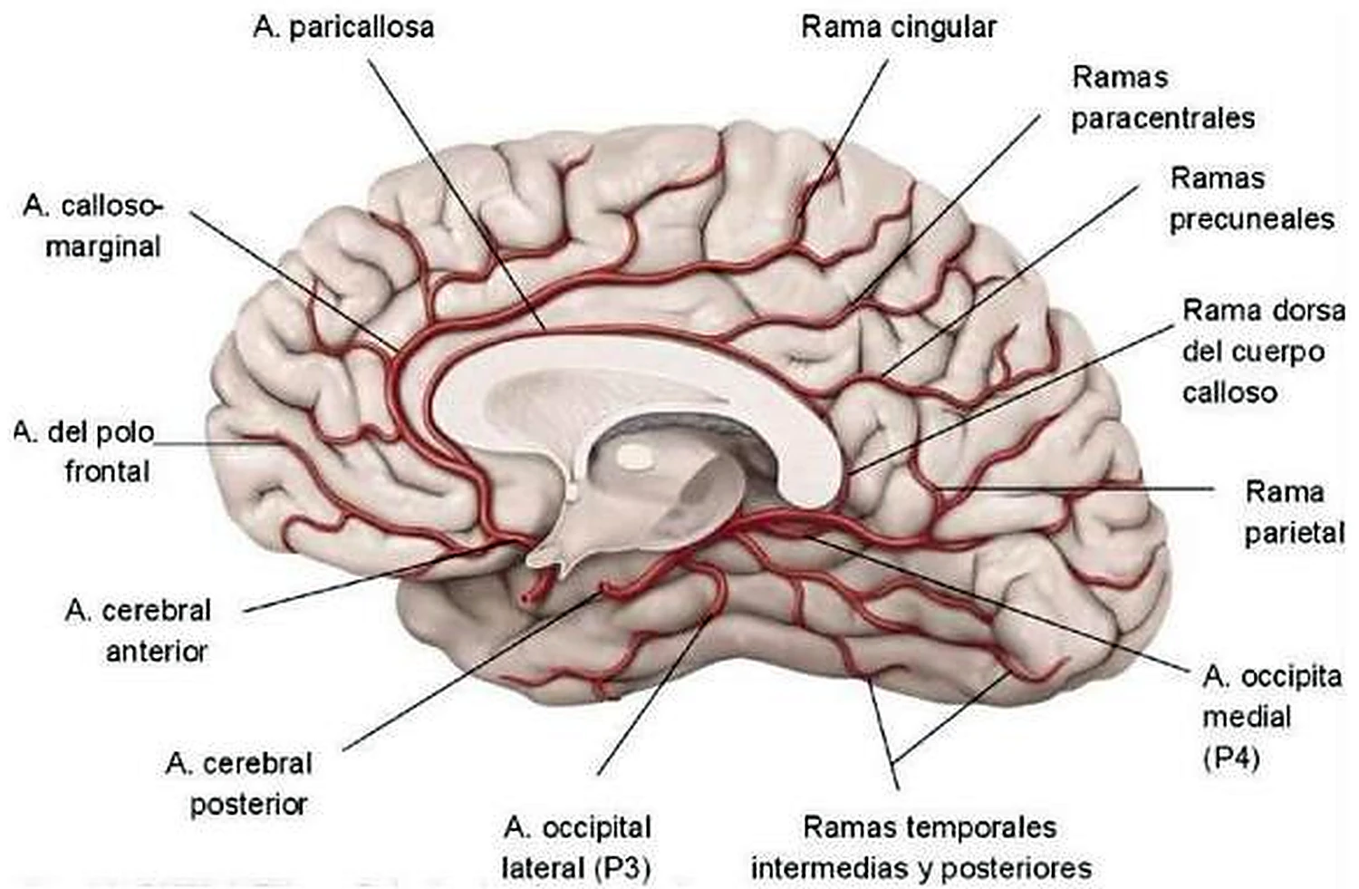Esquema de los territorios de las arterias cerebrales.