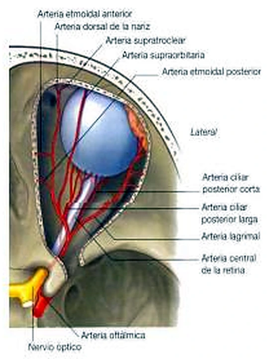 Esquema de las anastomosis.