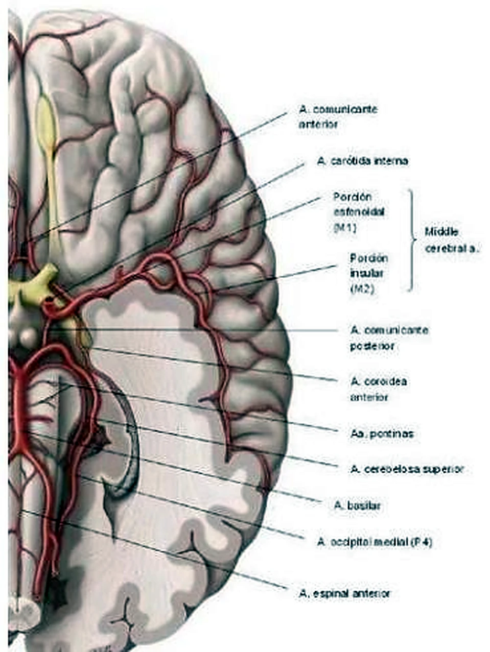 Esquema de los senos venosos.