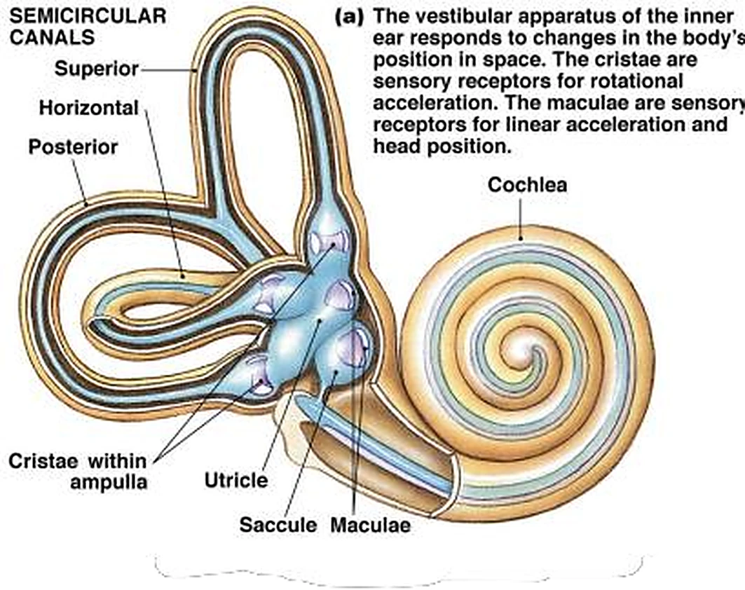 Imagen de la cóclea.