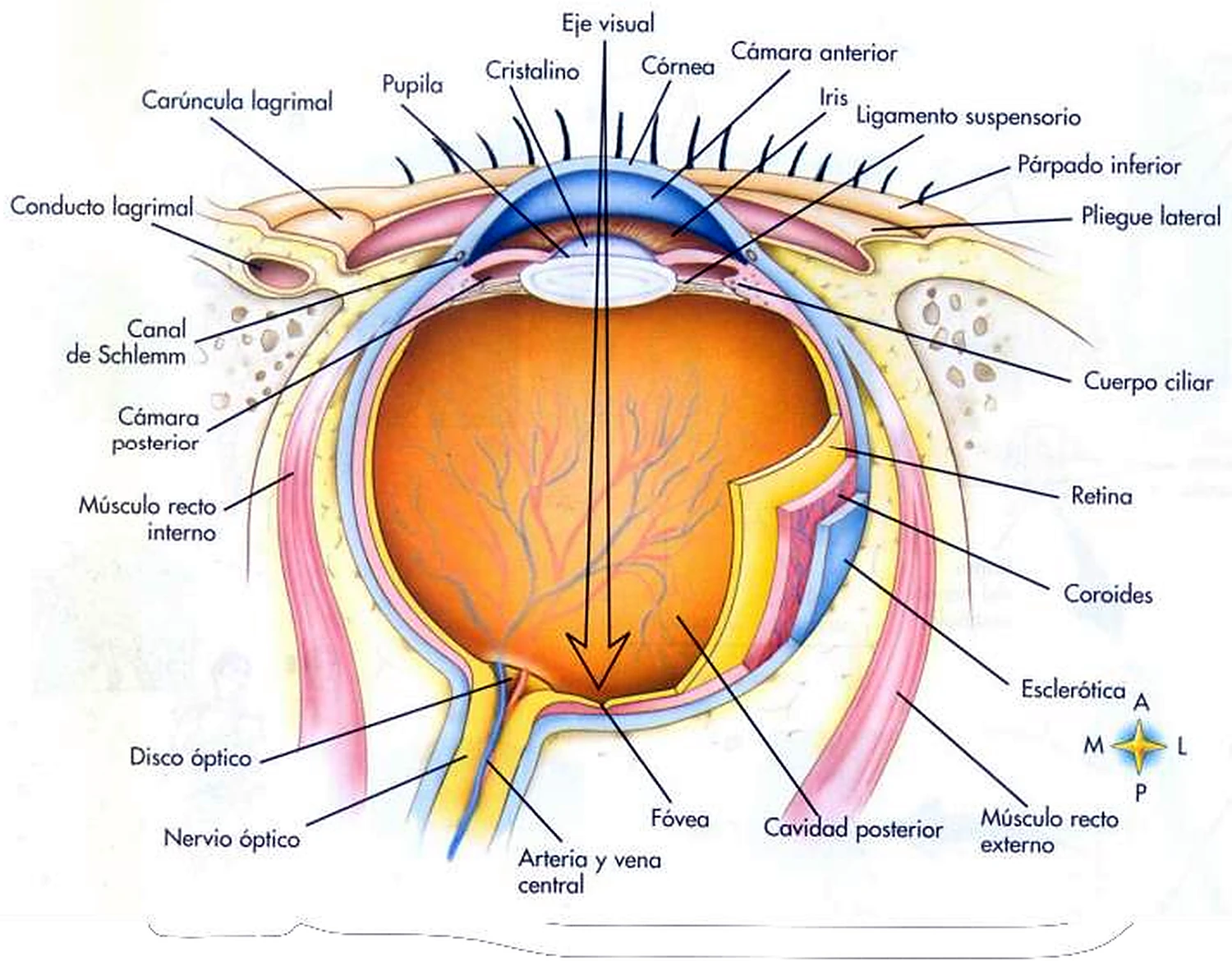 Esquema del corte del ojo.