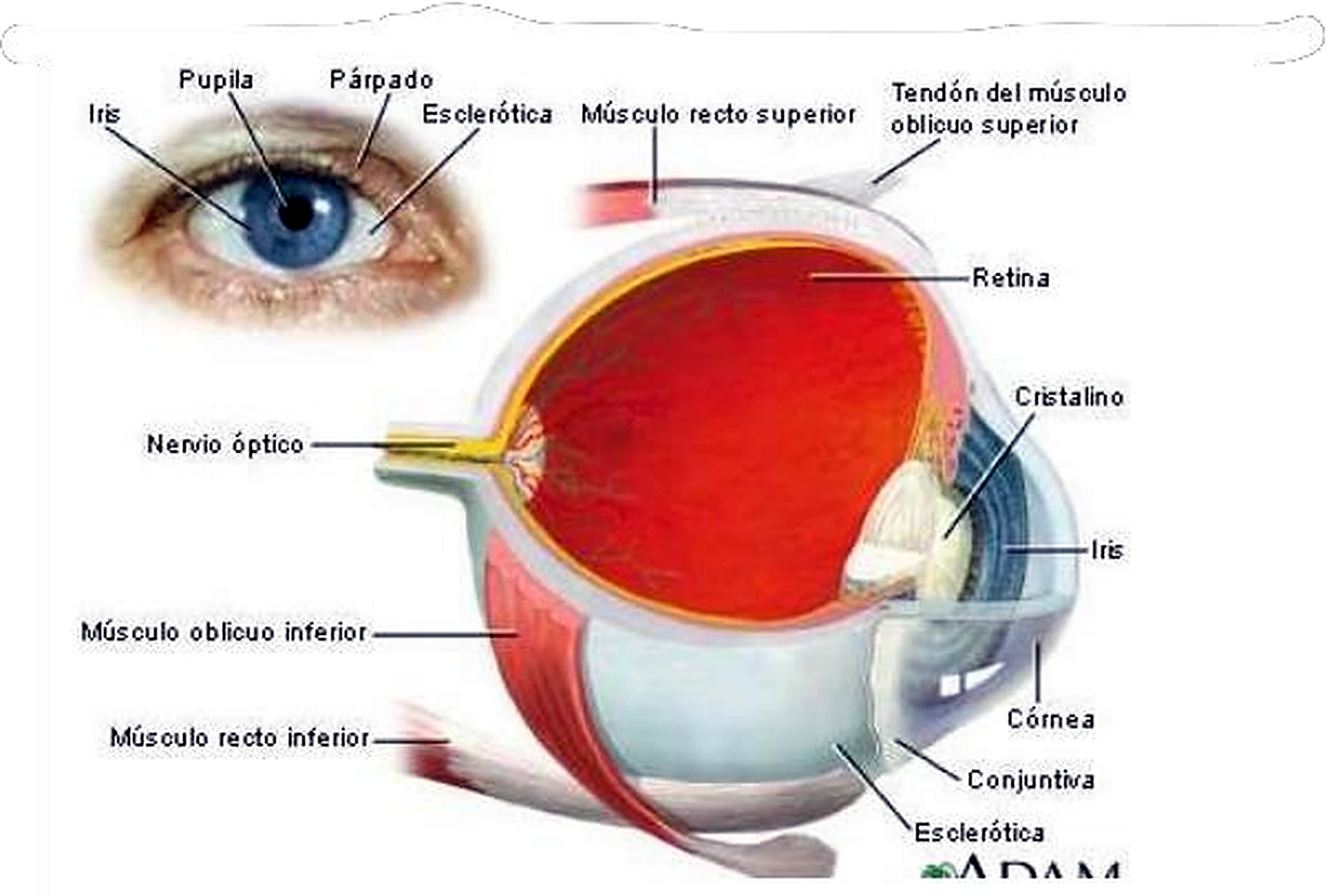 Imagen del iris.