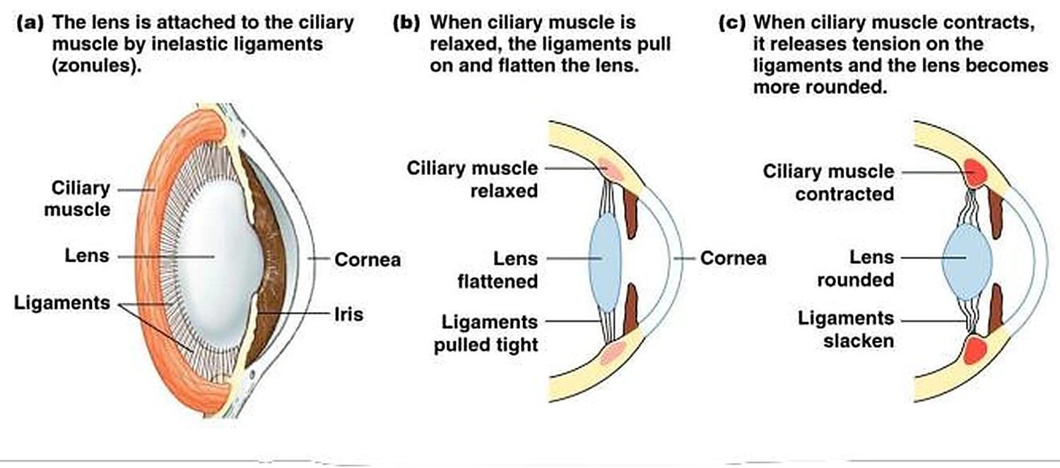 Esquema de la retina.