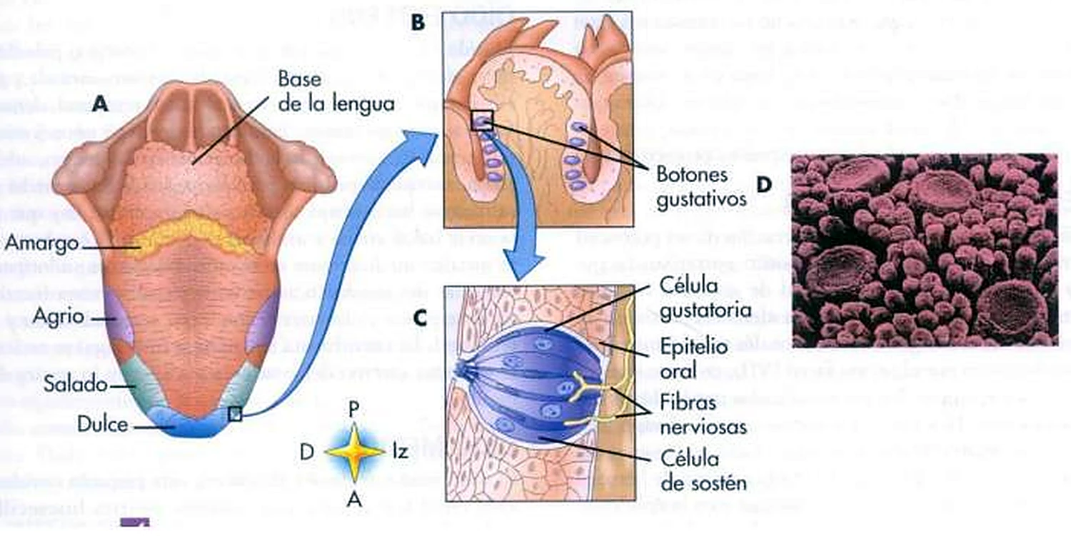 Esquema de las vías del gusto.