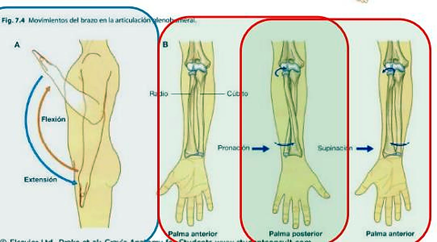 El brazo de lado en flexión y tres dibujos del antebrazo con el radio y el cúbito visibles.