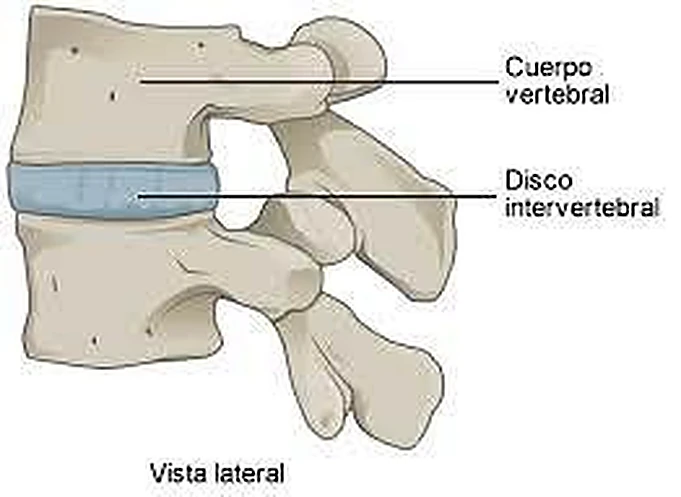Dos vértebras de lado, con el disco azul entre los cuerpos.