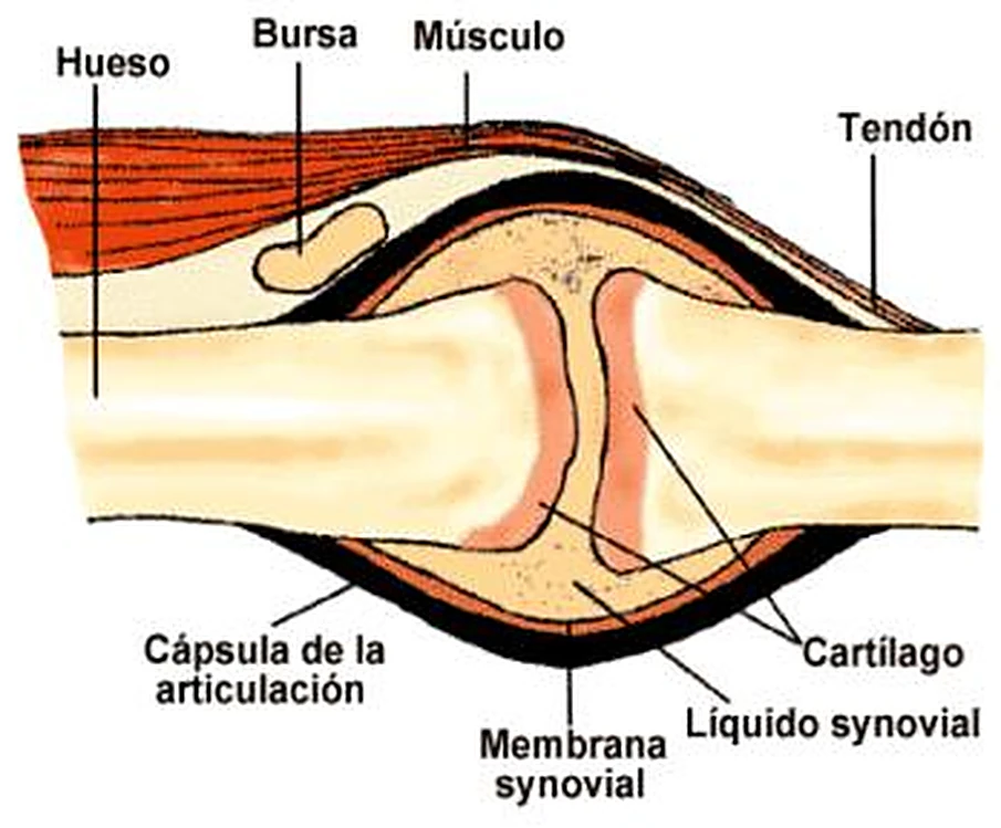 Dos extremos óseos cubiertos de cartílago, rodeados por la cápsula en negro y un músculo por encima.