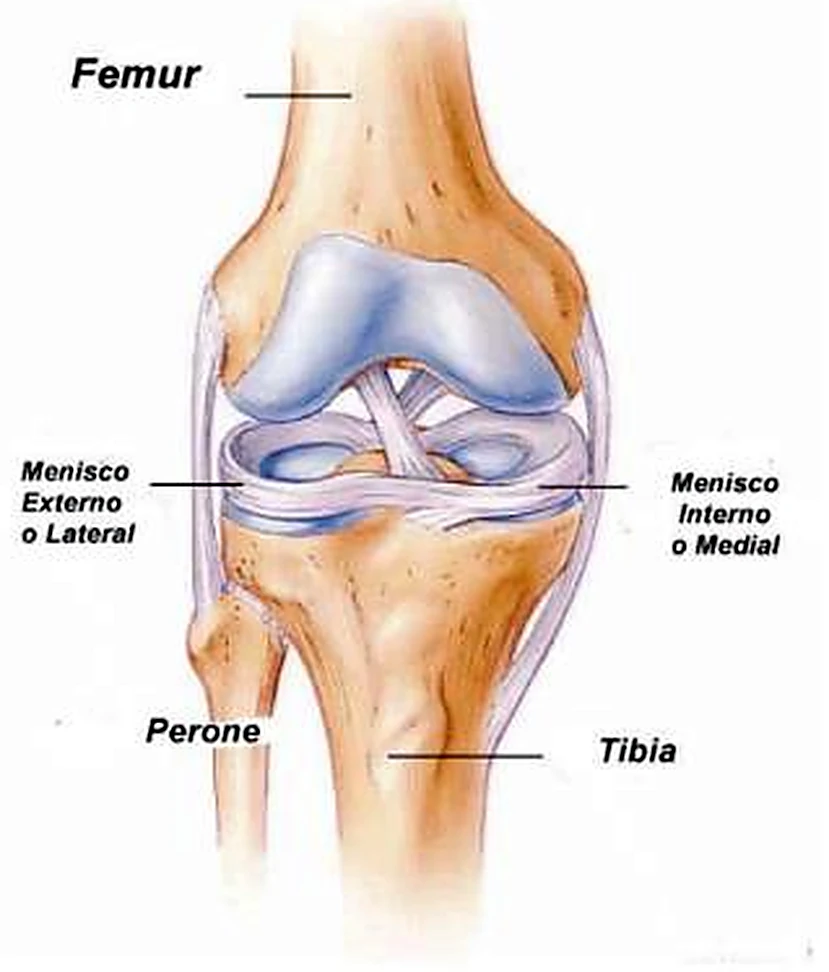 La articulación de la rodilla abierta, con los meniscos y los ligamentos cruzados visibles.