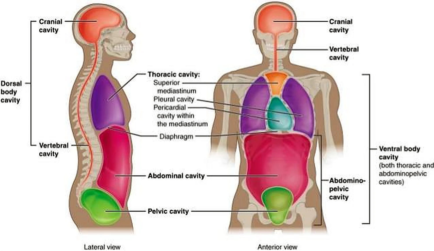 Dos siluetas, con las cavidades en colores: naranja en el cráneo, morado en el tórax, rojo en el abdomen y verde en la pelvis.