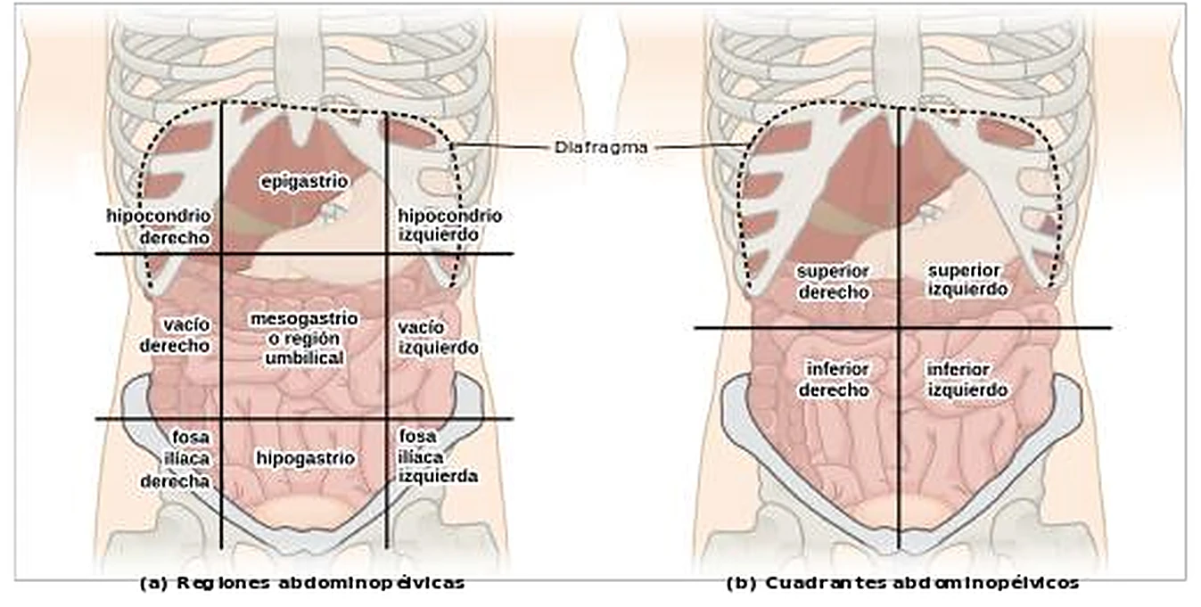 El abdomen dos veces, dividido por líneas: en nueve recuadros y en cuatro recuadros.