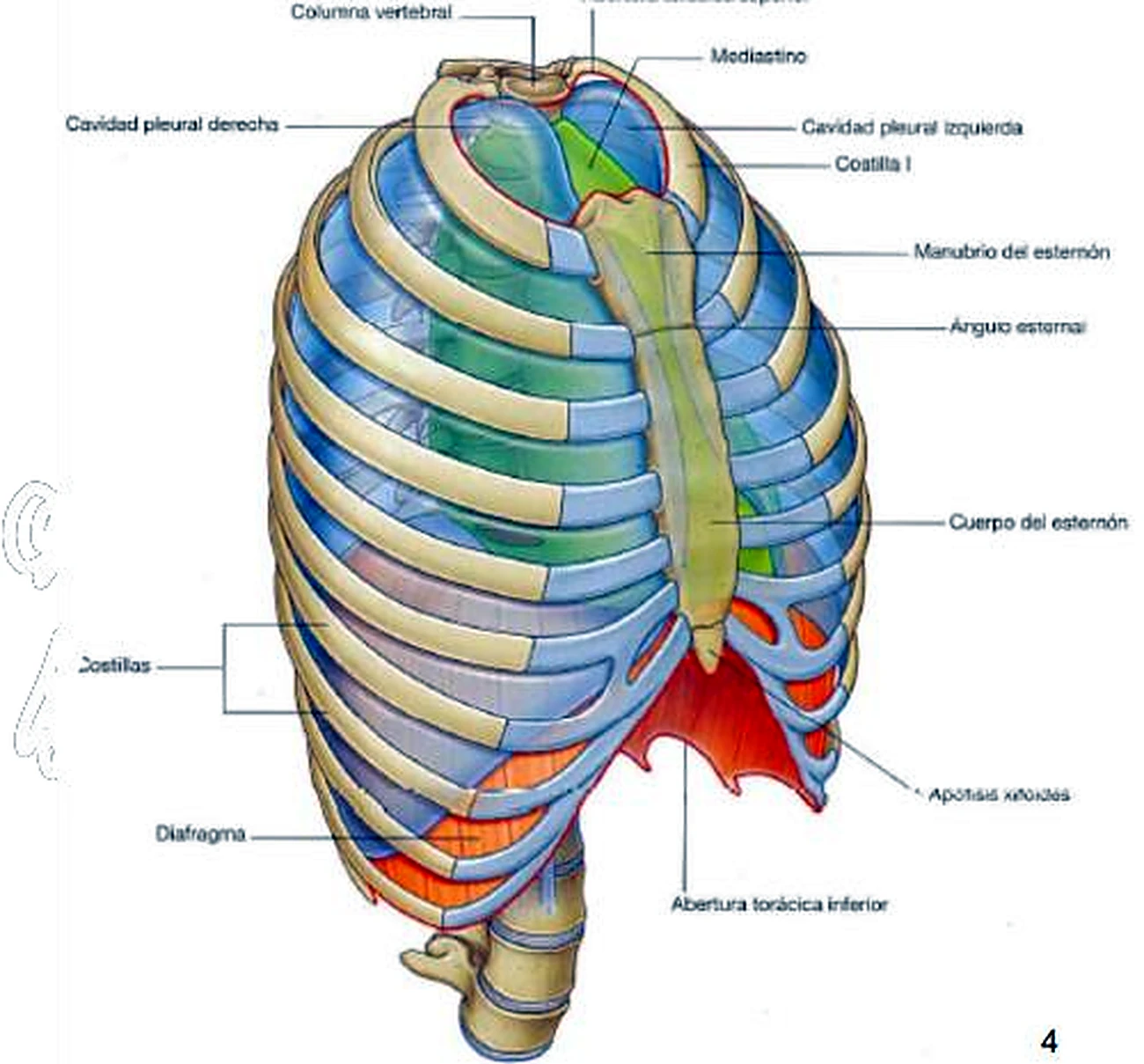 Esqueleto del tórax en vista anterolateral; las costillas como arcos, el esternón en el centro y el diafragma abajo en rojo.
