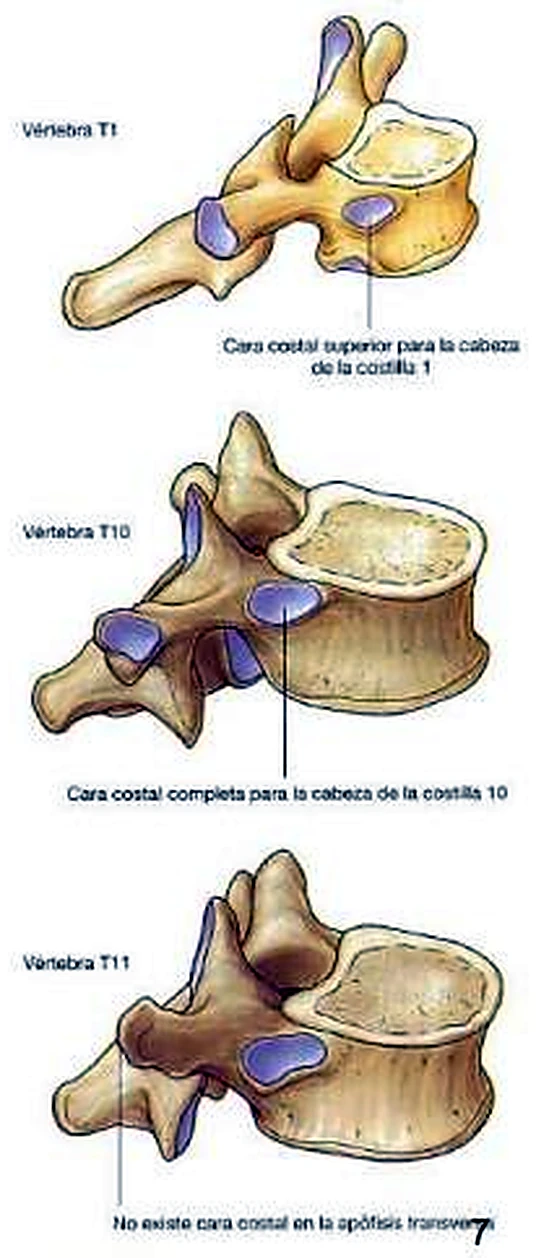 Tres vértebras torácicas de lado, con las superficies costales destacadas en morado.