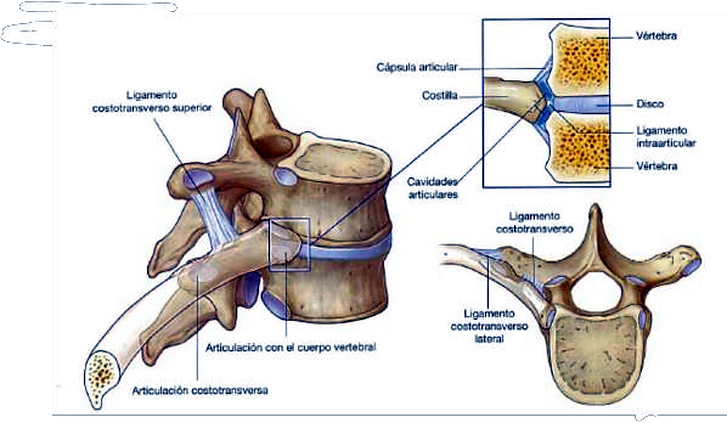 Vértebra torácica con una costilla, con las articulaciones y los ligamentos etiquetados, y un corte visto desde arriba.
