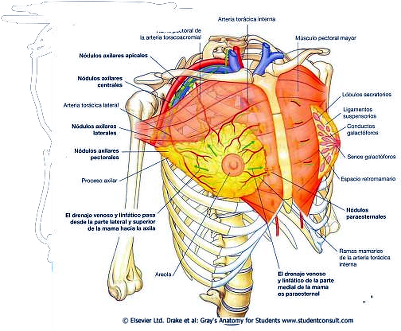 Un lado del tórax con la mama; el tejido glandular en amarillo, el músculo pectoral en rojo y los ganglios linfáticos.