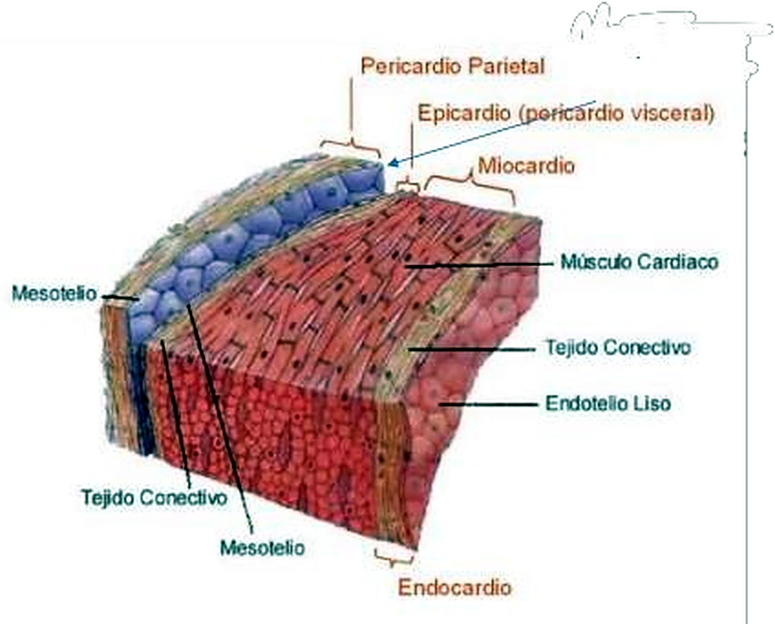 Bloque seccionado de la pared cardíaca; las capas de fuera adentro con colores.