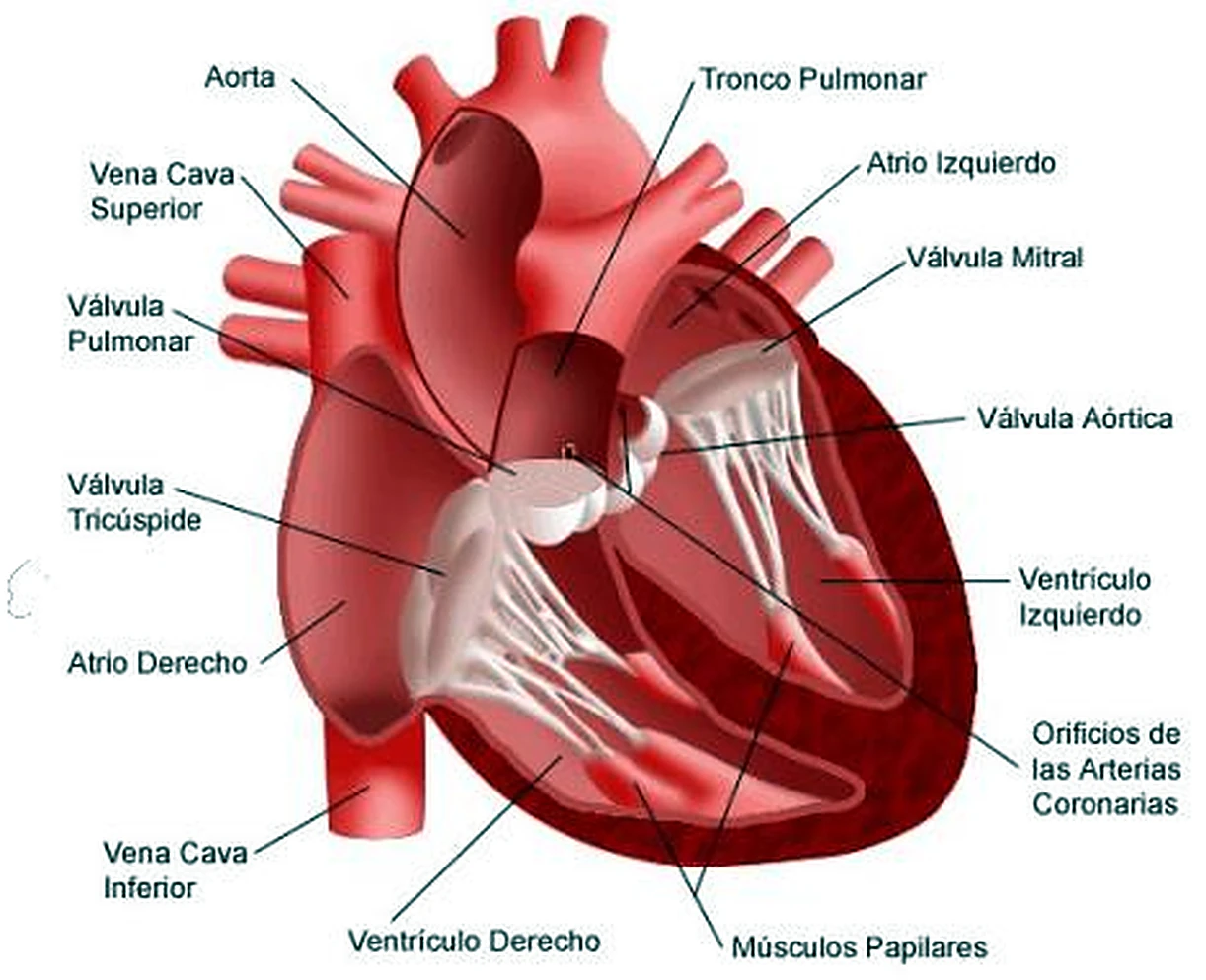 El corazón cortado por la mitad, con las cavidades y las válvulas etiquetadas.